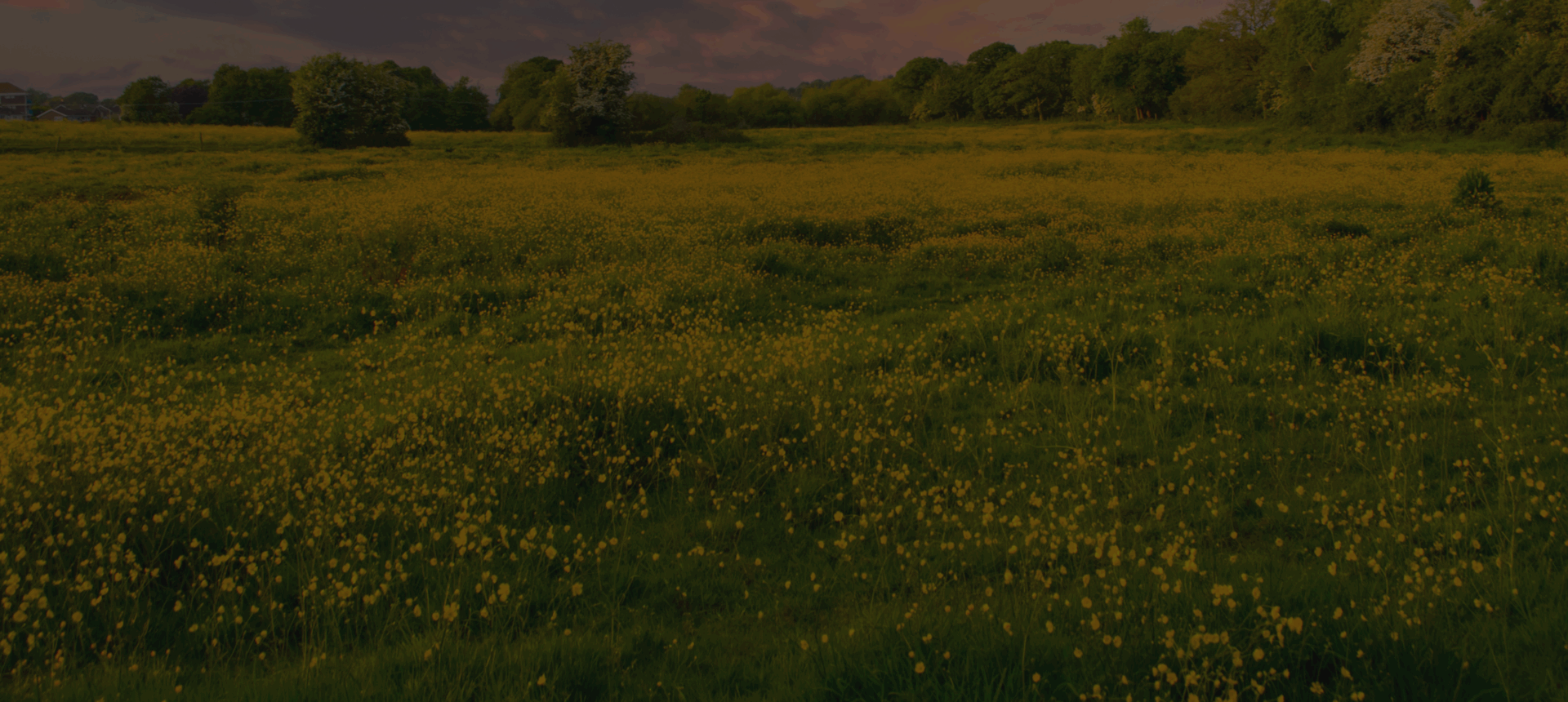 Green landscape with scattered trees at sunset