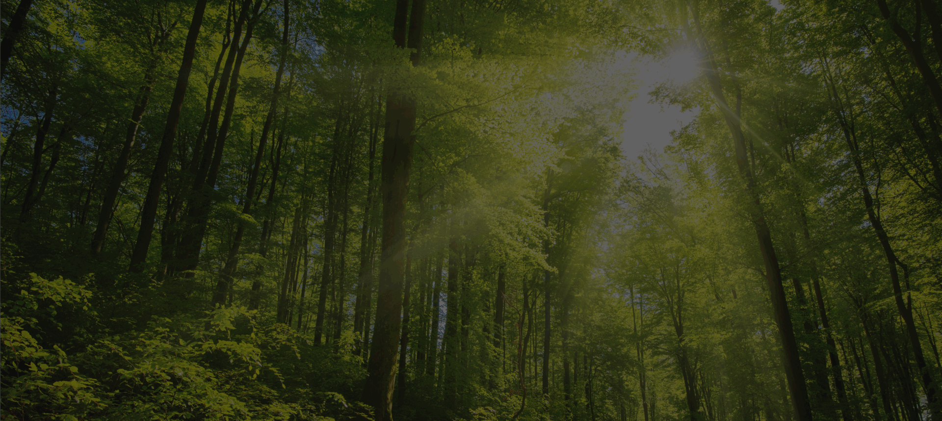 Lush green forest with sun rays