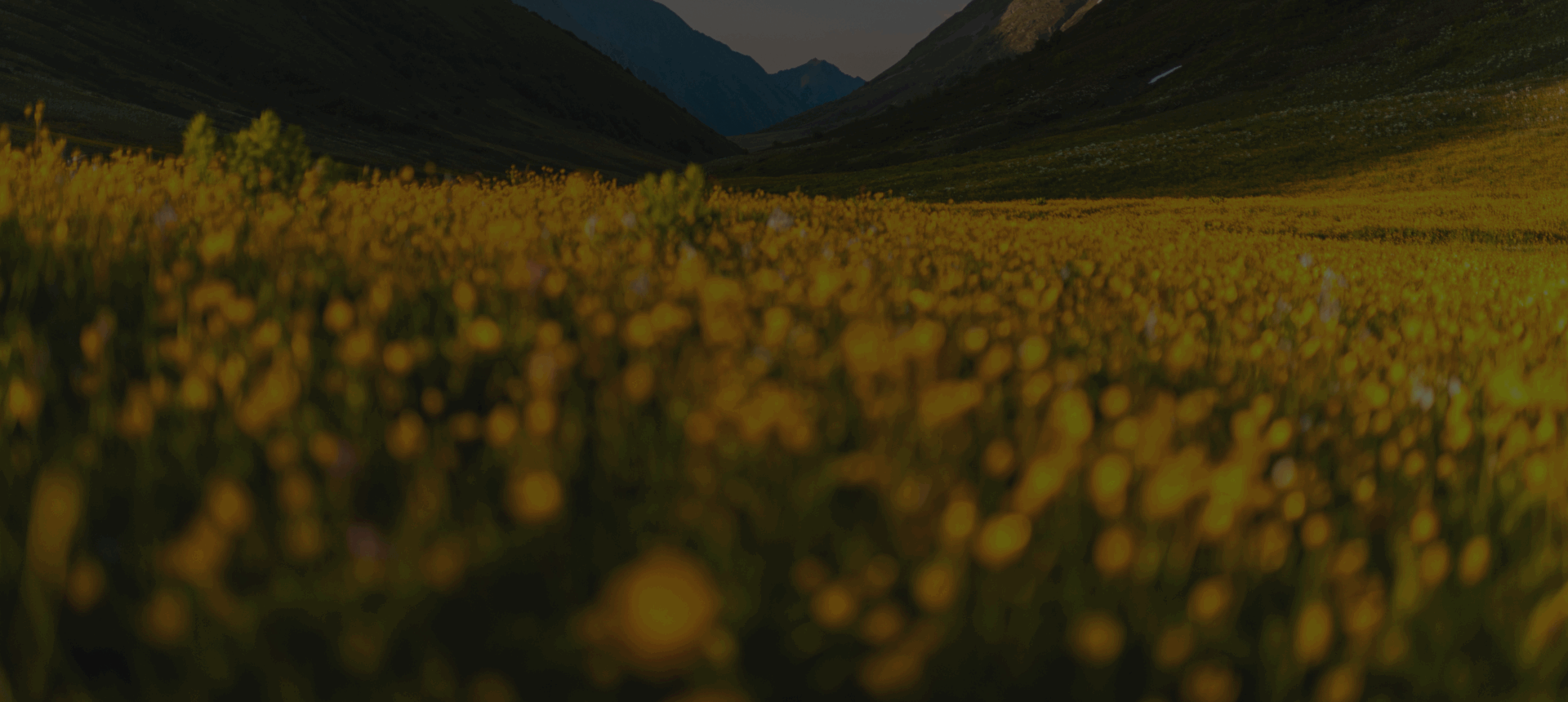 Sunny meadow with distant mountains