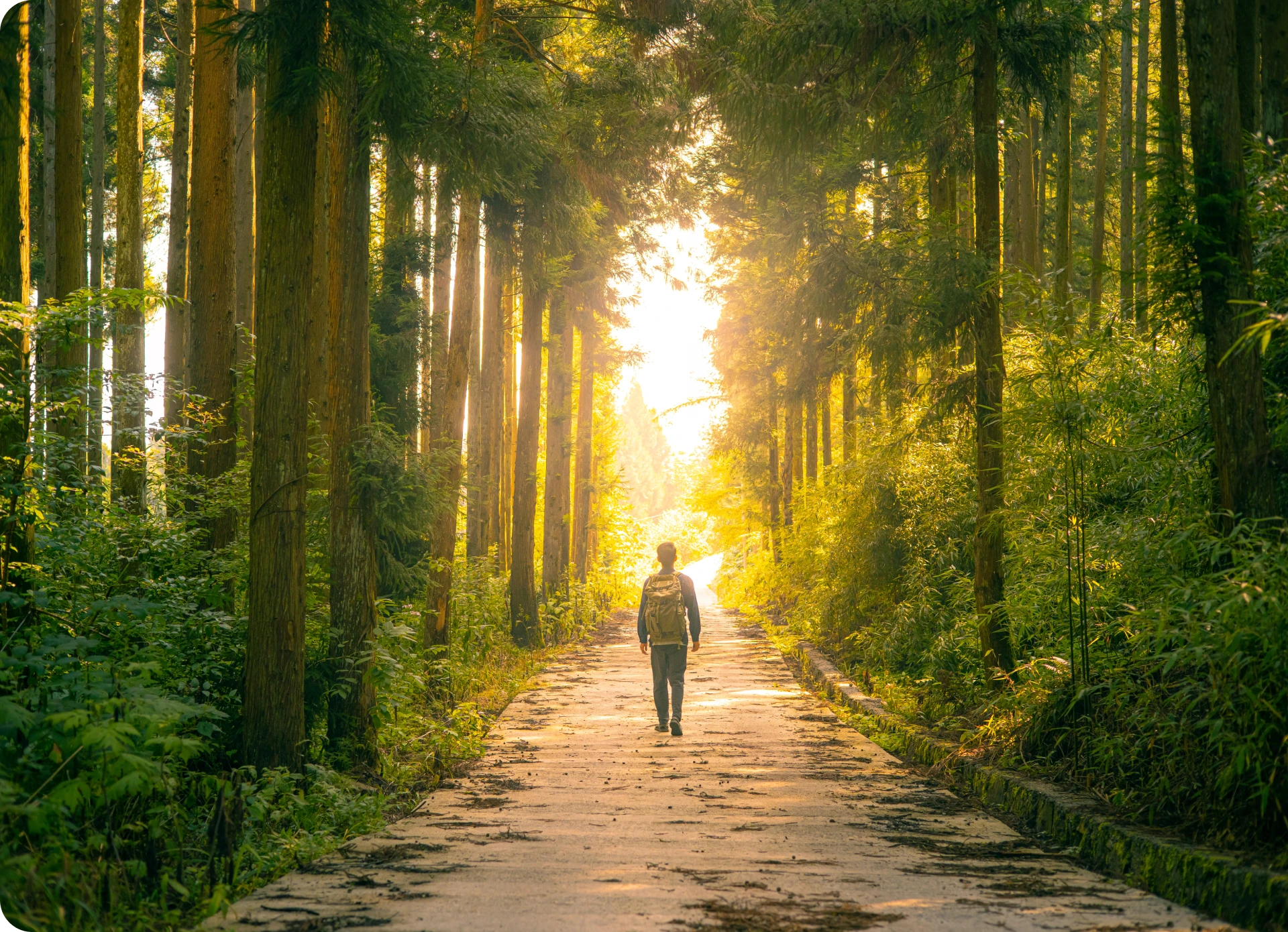 Person walking through sunlit forest path