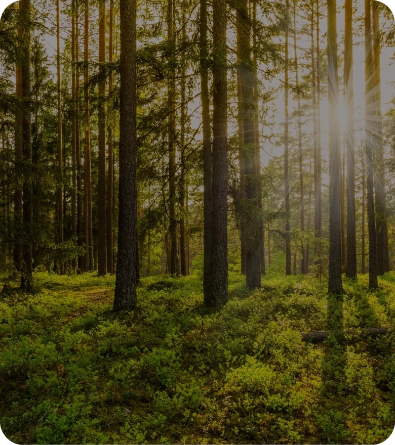 Sunlight filters through tall pine trees in a lush forest.